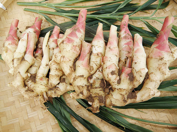 醋泡生姜江西宜春特产姜牙姜片农家冰糖醋姜新鲜自制嫩姜开胃小吃 1袋