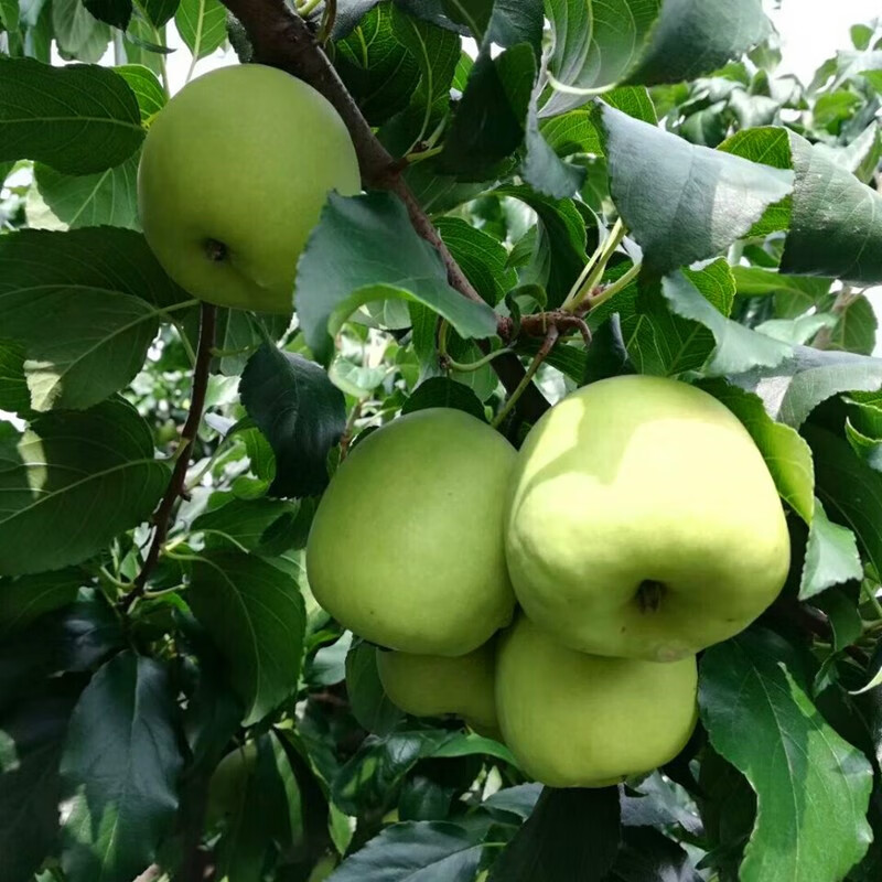 青皮山楂广西特产青皮山楂果现摘现发青皮大肉山渣梨信宜散装 1斤
