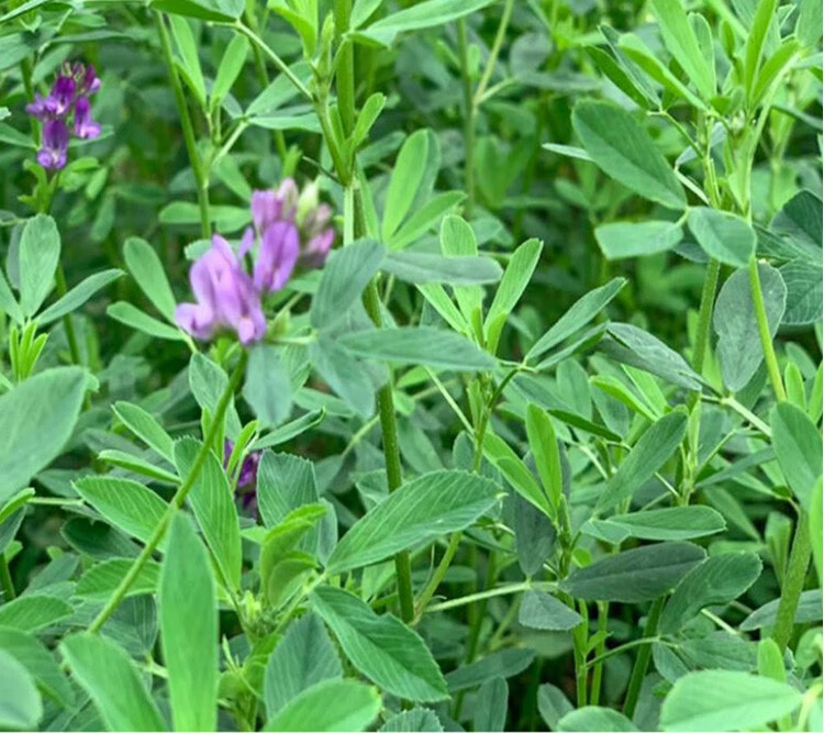 萌小鼠紫花苜蓿草干草兔子豚鼠荷兰猪龙猫饲料兔子草粮苜宿苜蓿草粮