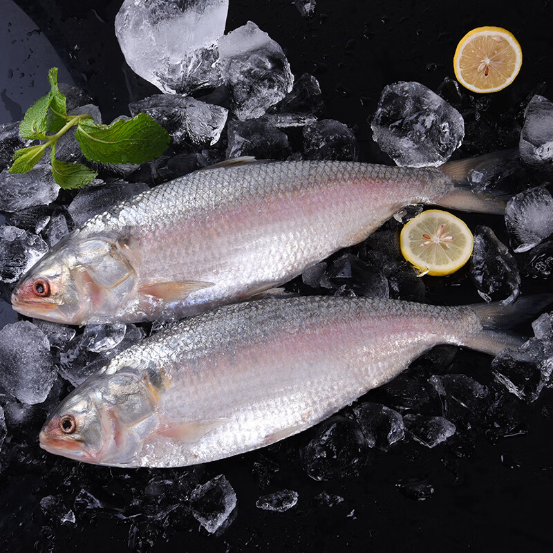 精品大鲥鱼1条约17斤3斤冰鲜腾旺纳跃2526斤原味