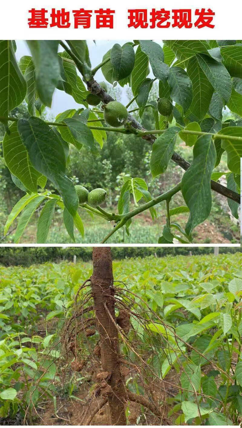 花果山嫁接核桃树苗薄皮纸皮核桃树核桃苗当年结果南方北方种植盆栽地
