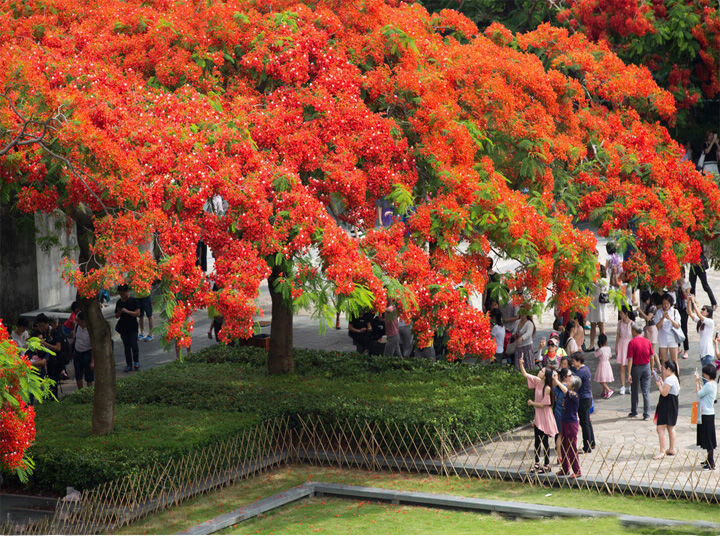 凤凰树小苗红花楹树苗庭院名贵风景树树苗四季绿化植物盆栽 凤凰木 1.