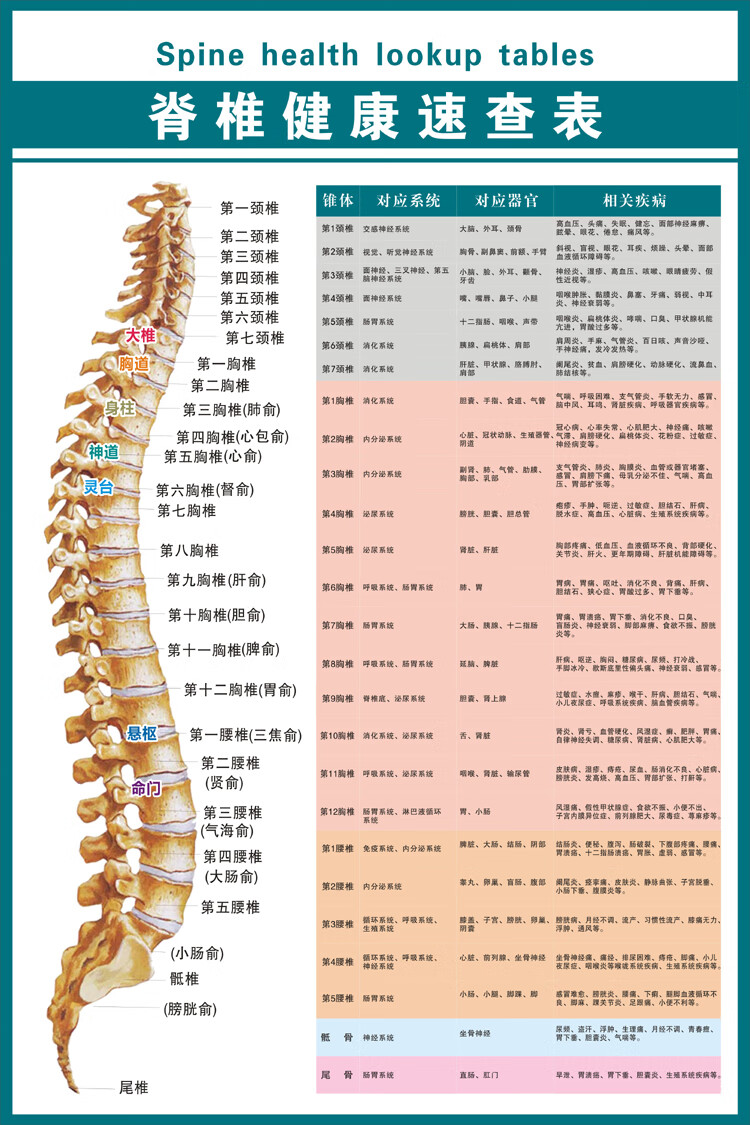 脊椎健康速查表人体脊柱相纸疾病示意图中医养生医学健康挂图海报