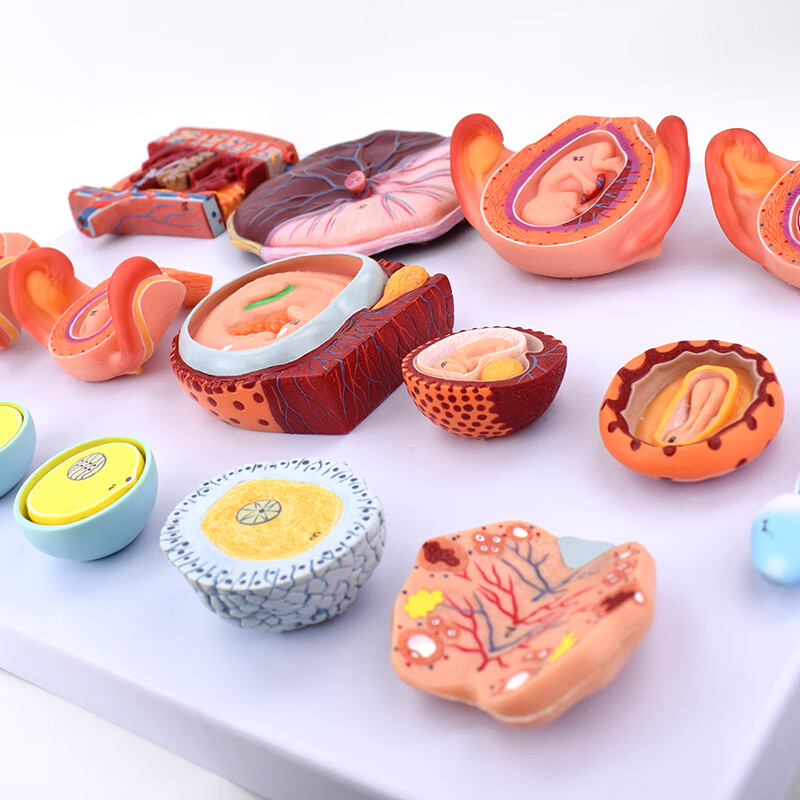 胚胎发生人体早期发生受精卵模型妊娠胚胎儿发育过程子宫组织胚胎模型