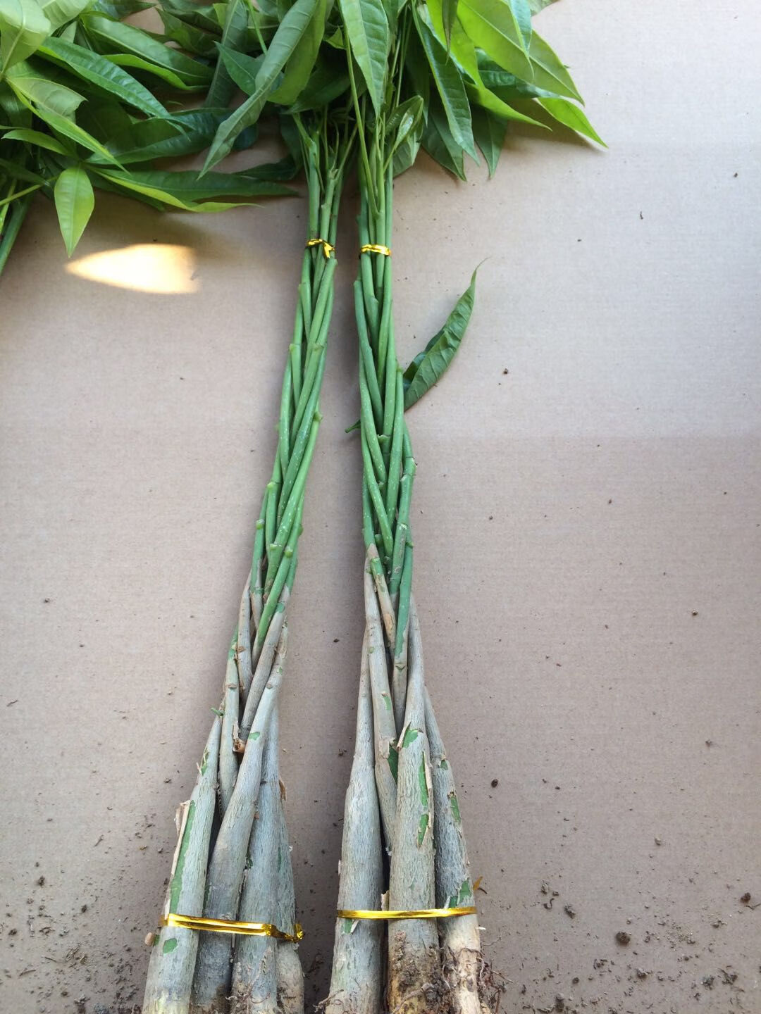 发财树苗花卉辫子发财树苗植物盆栽室内绿植盆景招财树摇钱金钱树 5辨