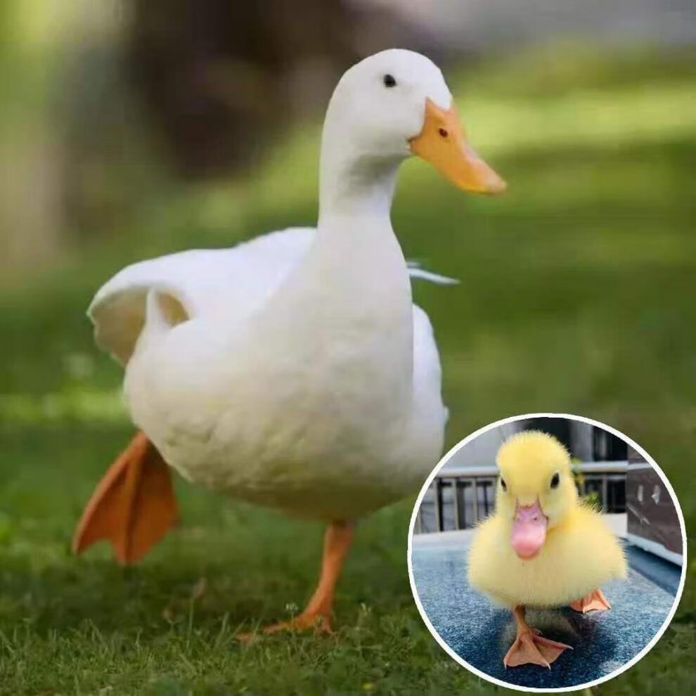 【京东】族萃小黄鸭子宠物活柯尔鸭宠物鸭活体活的