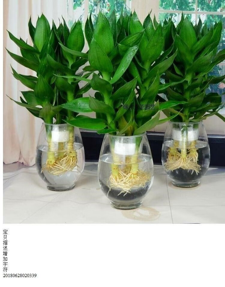 文昌竹4支富贵竹荷花竹开运转运竹带根室内办公桌面土培水培盆栽新品