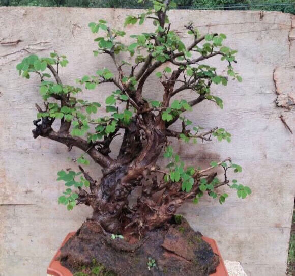 羊蹄甲金丝老桩花卉绿植盆景盆栽庭院四季常青舍利碳化镂空麦桑荷