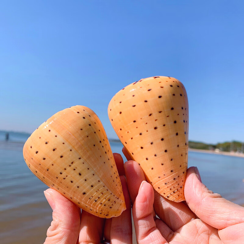 黄玉米螺天然贝壳海螺玉米芋螺鱼缸造景水族装饰地中海风格摆件 黄