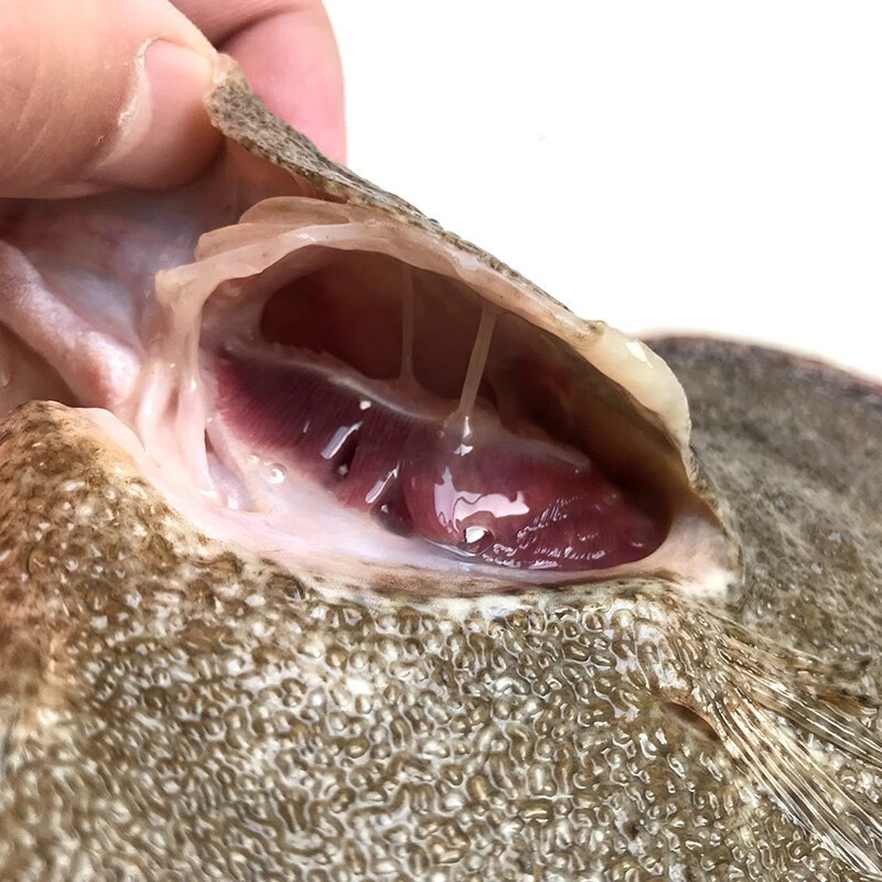 大菜园鼓眼鱼鲜活冷冻小鼓眼鱼高眼鱼蝶鱼偏口鱼豆鼓鱼15kg3斤