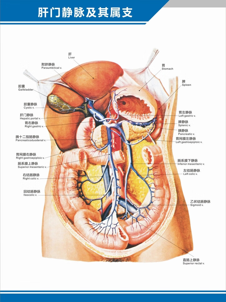 人体腹部血位置结构图图片