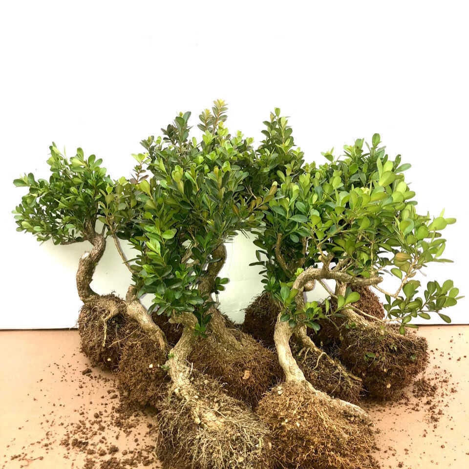 黄杨小老桩盆景 瓜子黄杨童子功盆景 四季长青 喜水喜阳 随机发货