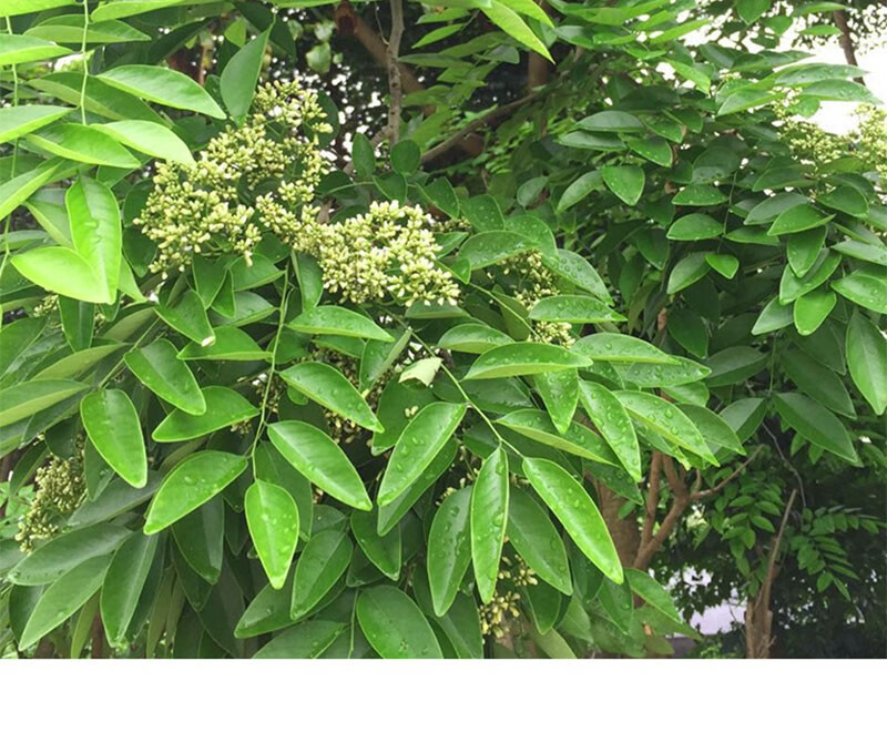 名贵苗木正宗海南黄花梨树苖黄花梨苗降香黄檀红木黄花梨 1