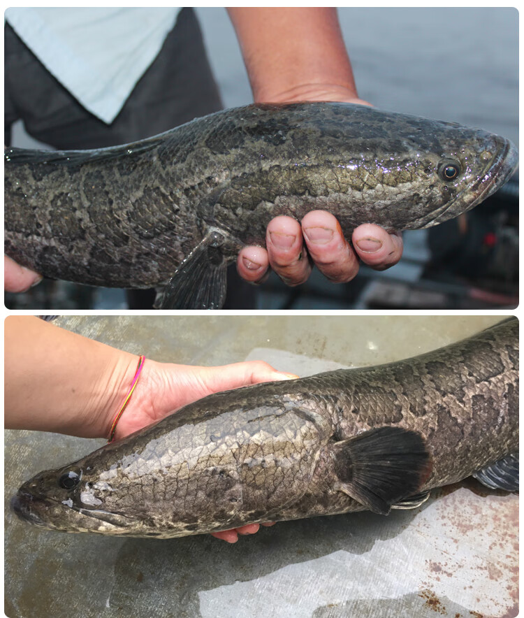 lism淡水魚生態土黑魚 烏魚 財魚 漁民野外捕獲自然生長鮮活魚現殺