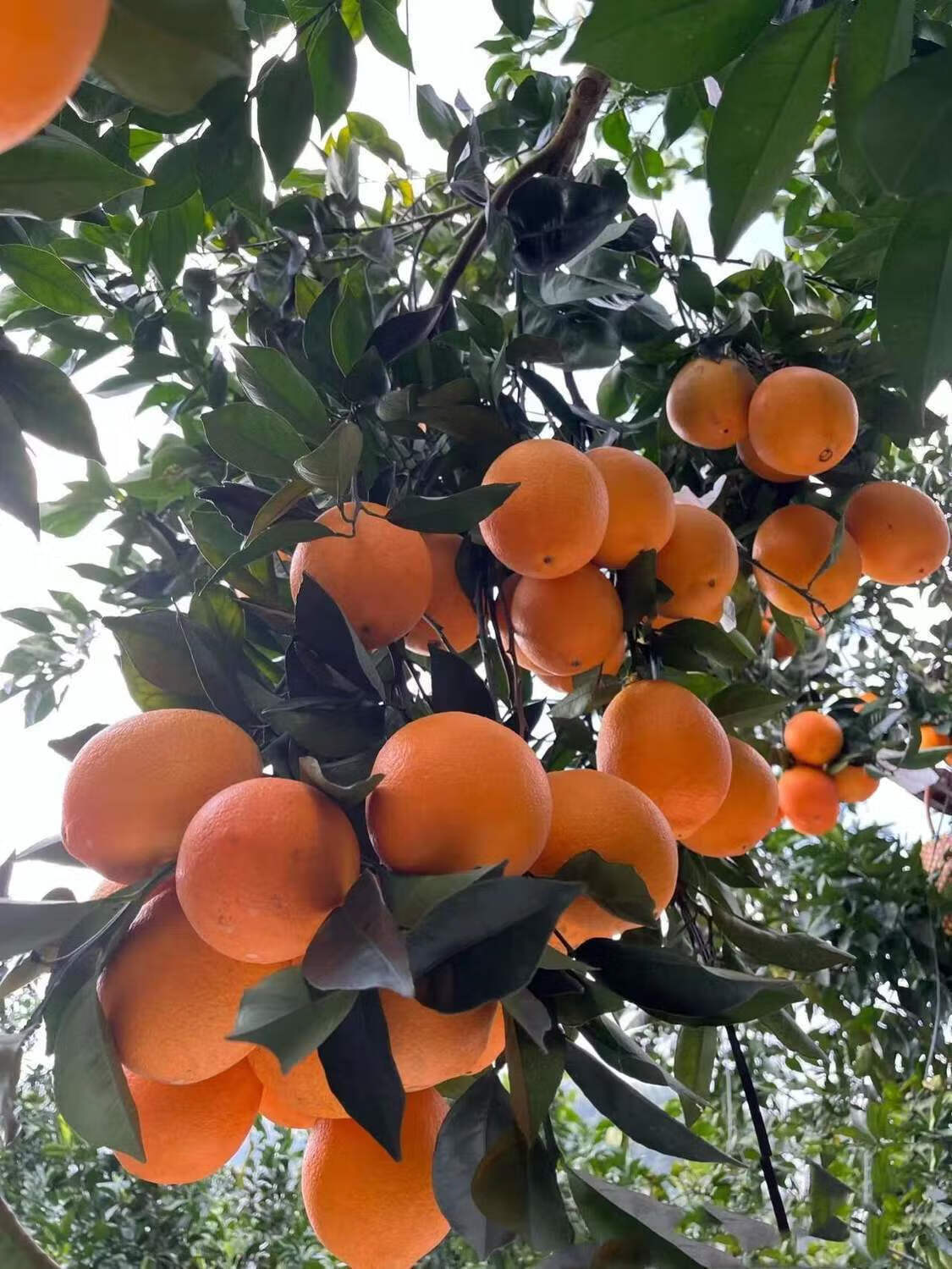 【可选礼盒】福建蜜丁橙柚 甜新鲜水果引进新品种福建种植 9斤小果