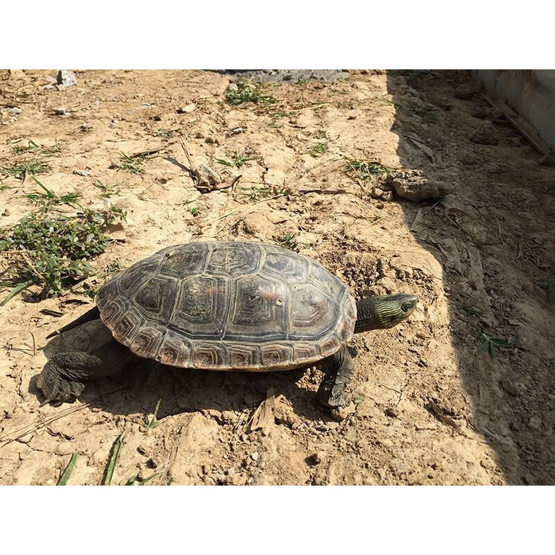 由子陸地巨型吃菜龜活體寵物小烏龜活體下蛋龜烏龜蛋烏龜缸食用煲湯龜