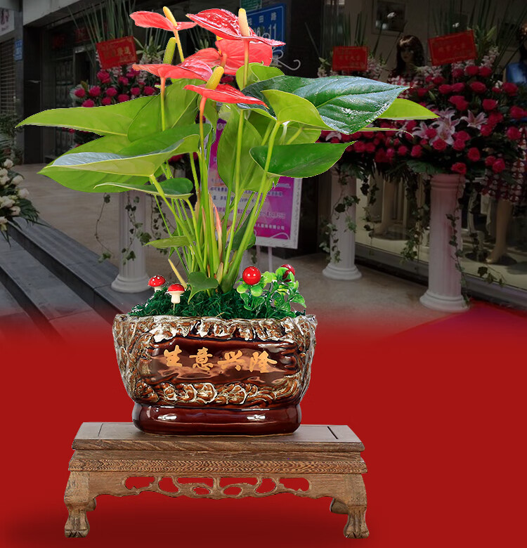 红掌盆栽大盆鸿运当头一帆风顺植物办公室内客厅花卉绿植开业送礼