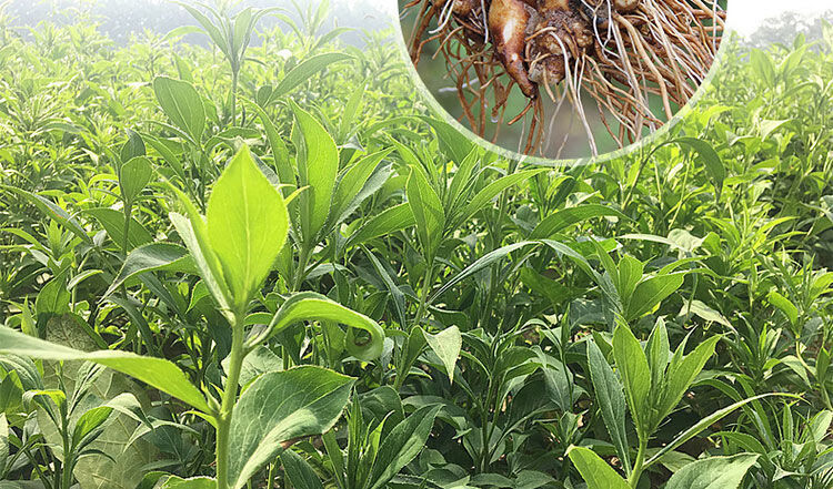 白术正宗野生磐安白术泡水新货白术片中药补気血精选白术250g袋装