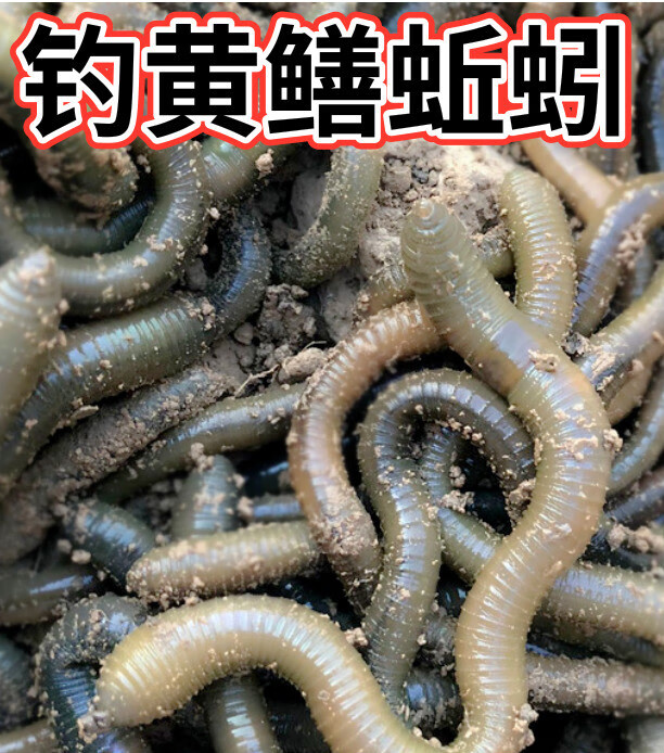 路小雅蚯蚓活饵鲜活活体黑青灰土松土大鱼饵诱饵小号1斤