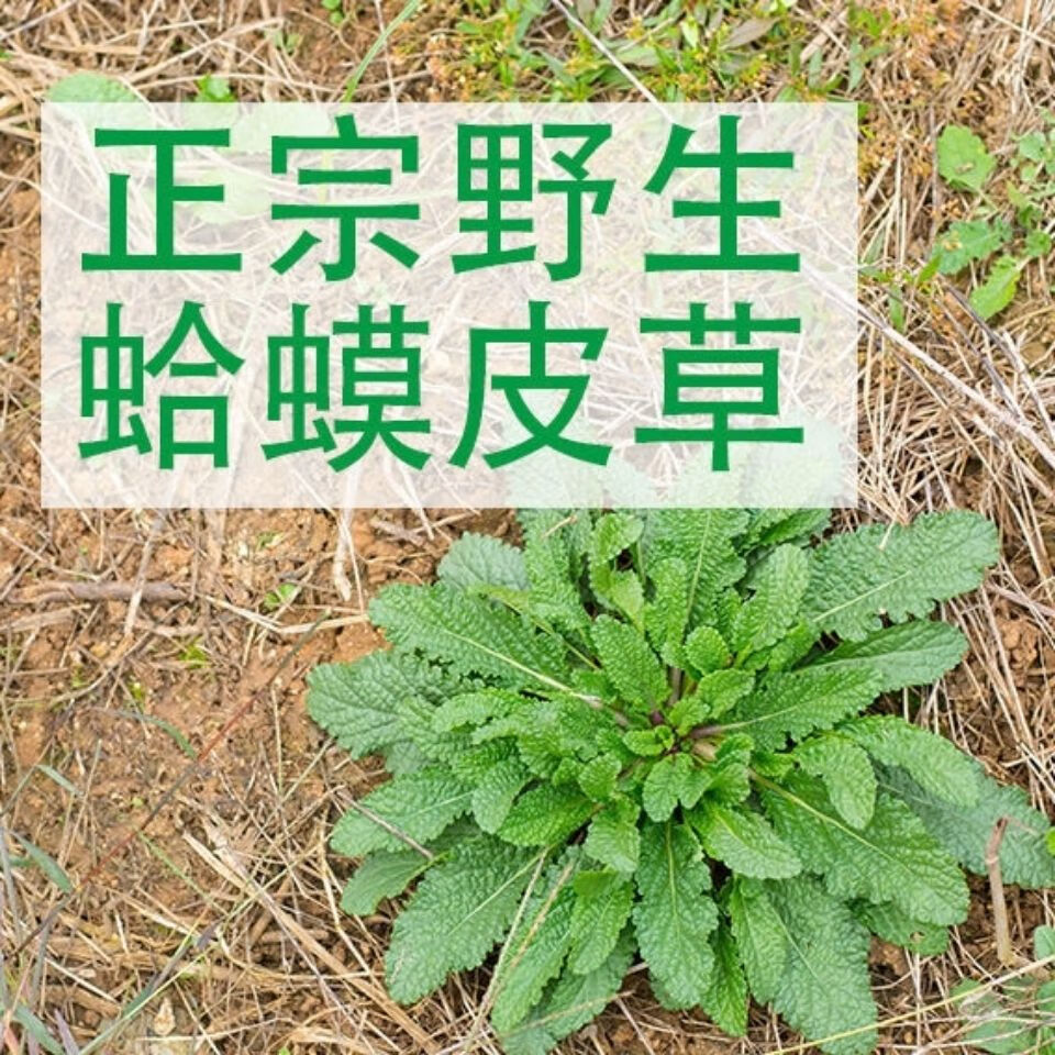 亏本卖啦家货蛤蟆草干品菜荔枝草整棵带根癞蛤蟆草新鲜晒干蛤蟆草品伊