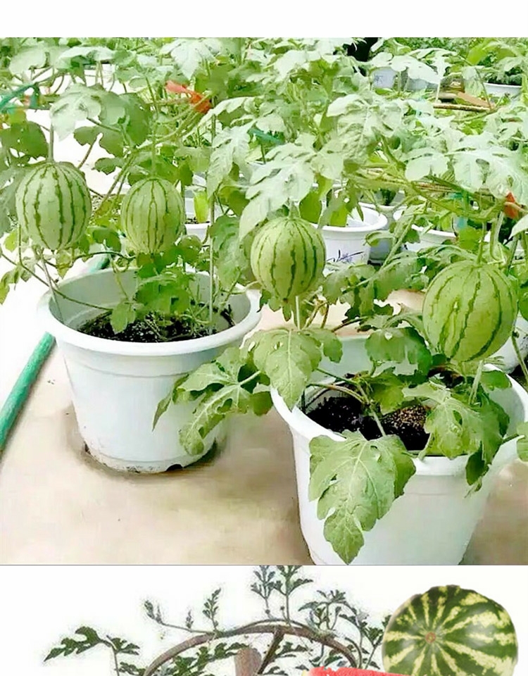 嫁接的西瓜苗 嫁接西瓜苗8424西瓜苗阳台盆栽西瓜大棚种植西瓜秧苗