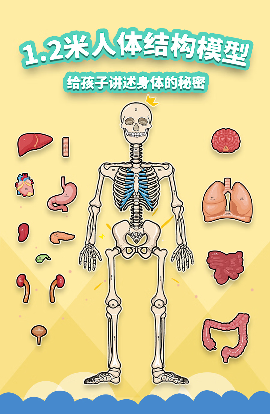 人体器官模型可拆卸模型骨骼器官内脏拆卸身体骨架可动构造教具儿童