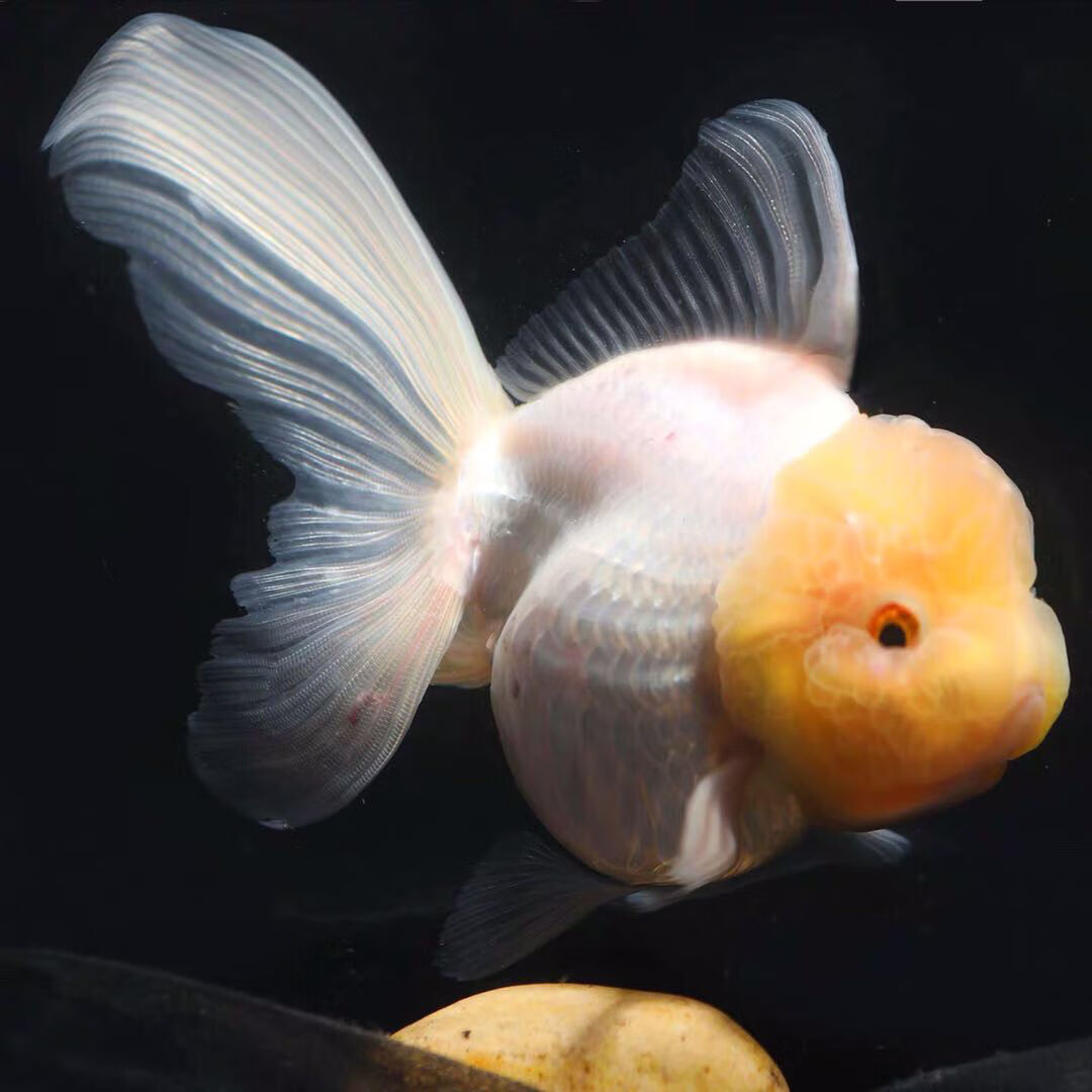 百褶精品原泰f1巨人百褶泰狮泰国进口招财红白狮子头鱼苗包活68cm精品