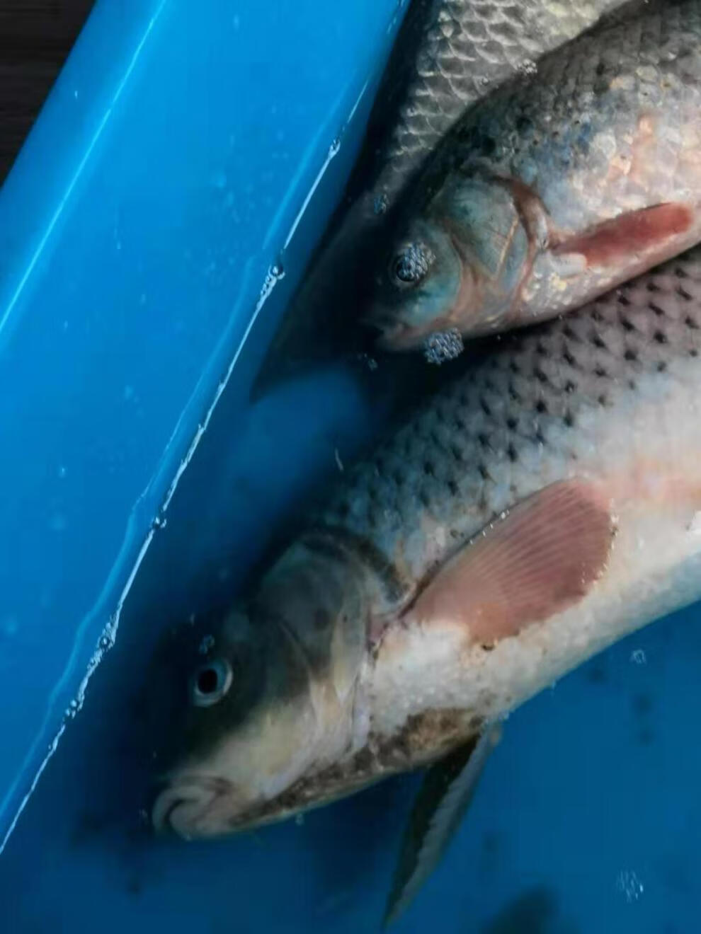 窩料野釣黑坑鯉魚草魚青魚鯽魚音然桶裝麴酒發酵濃香玉米5斤裝未取酒