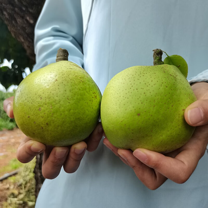 小城伊香(xiaochengyixiang)云南呈贡万溪冲宝珠梨现摘现发脆甜大果