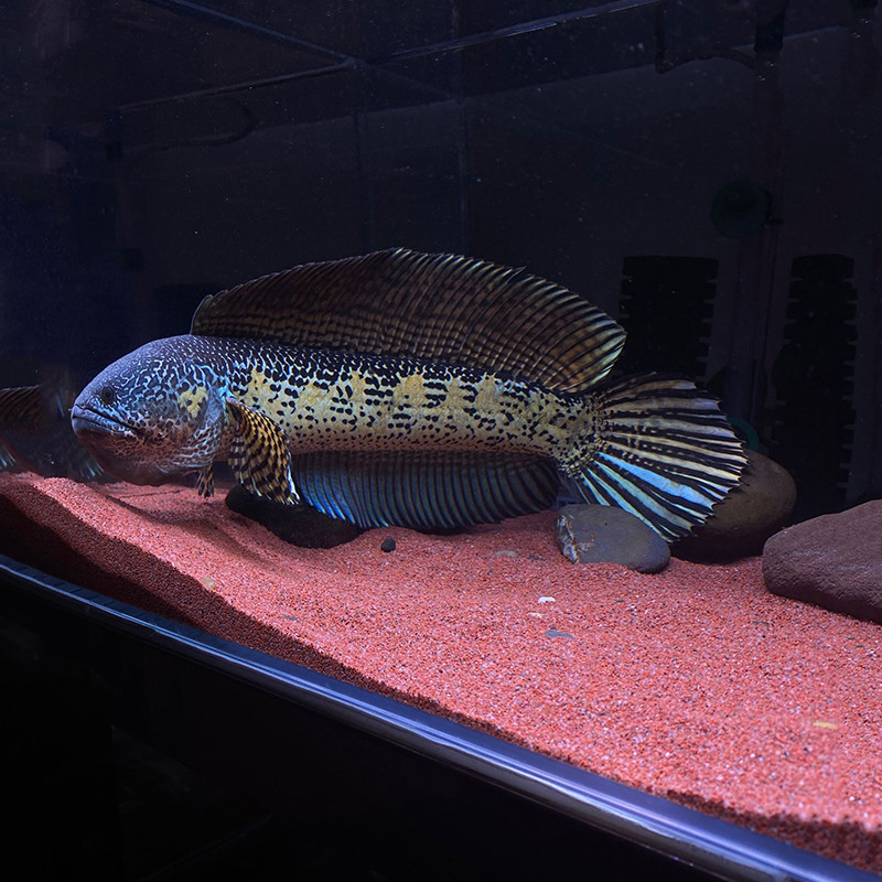 麦基乐雷龙鱼 黄金雷龙鱼 大型雷龙鱼 观赏鱼凶猛 印度进口雷龙鱼 40