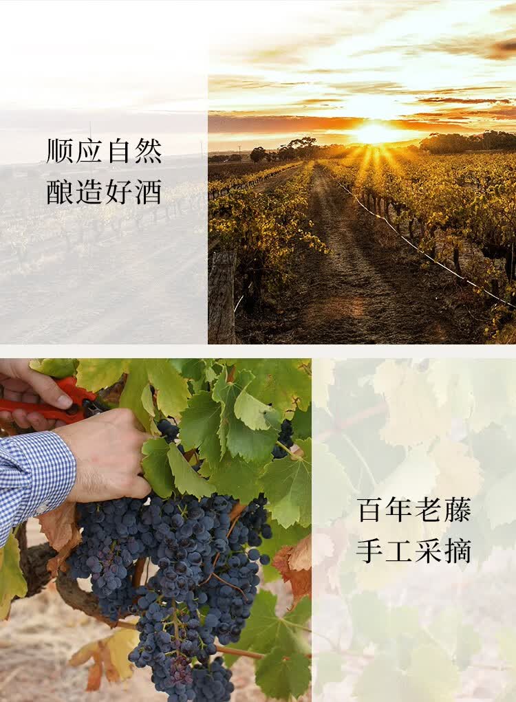 1919酒类直供天鹅庄孔雀西拉干红葡萄酒750ml澳大利亚进口红酒