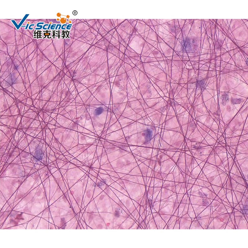 维克科教结缔组织教学标本高等教育使用教学切片组织学与胚胎学玻片