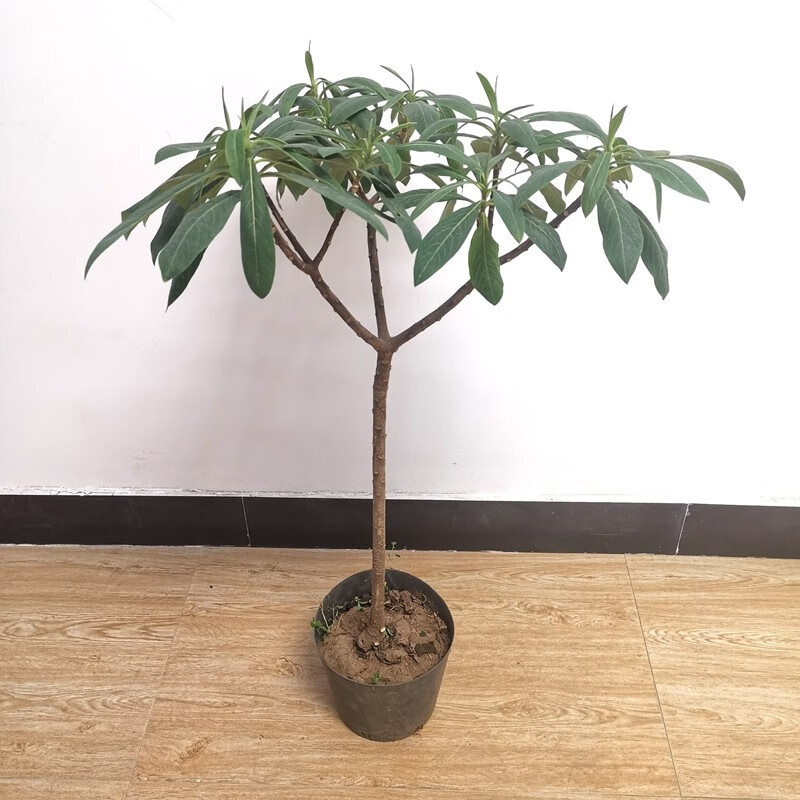 苗彩園藝結香樹花庭院植物結香苗結香花苗綠植結香大小苗金腰袋打結花