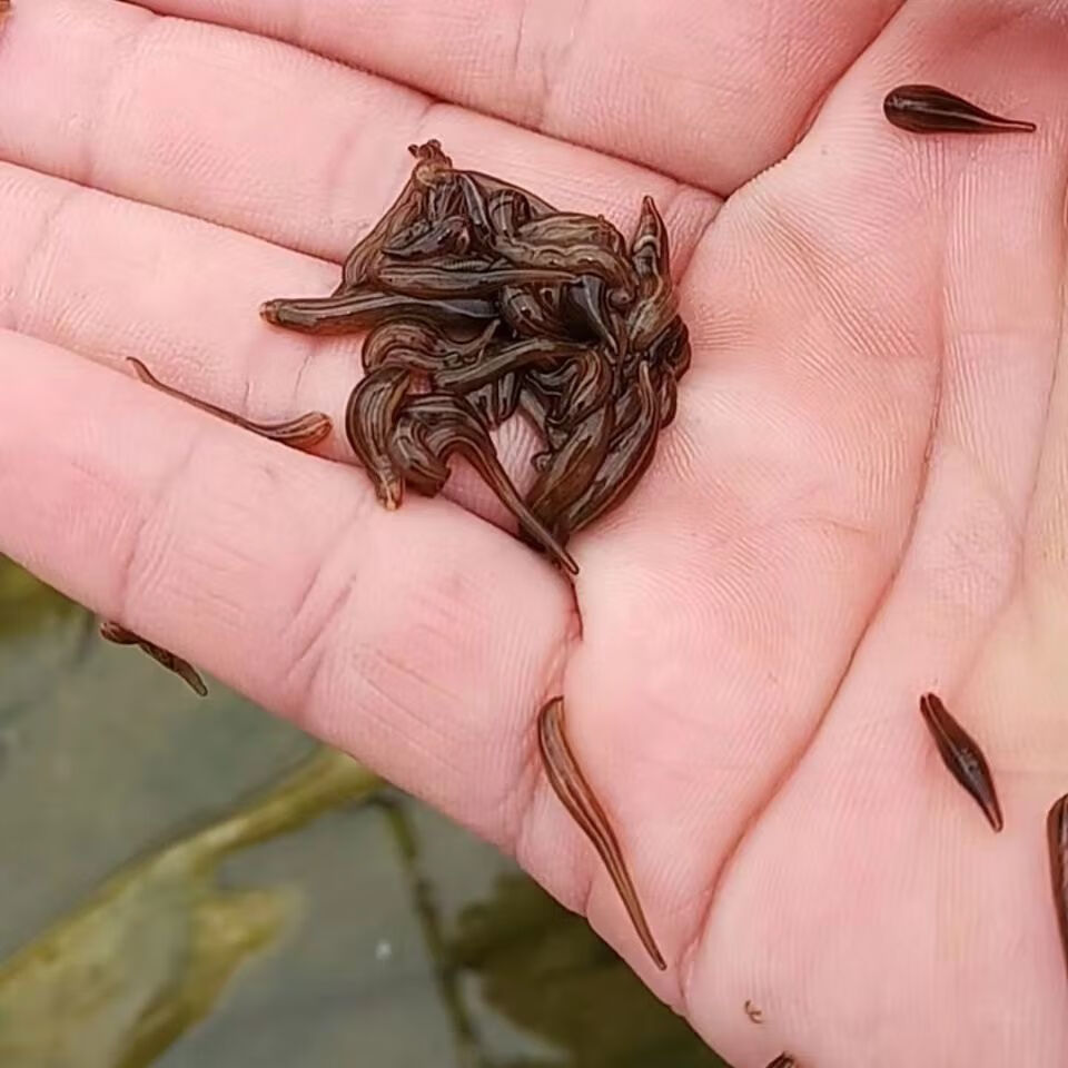 水蛭苗蚂蟥宽体金线蛭批发水蛭幼苗满月苗养殖基地活体发货 1000条