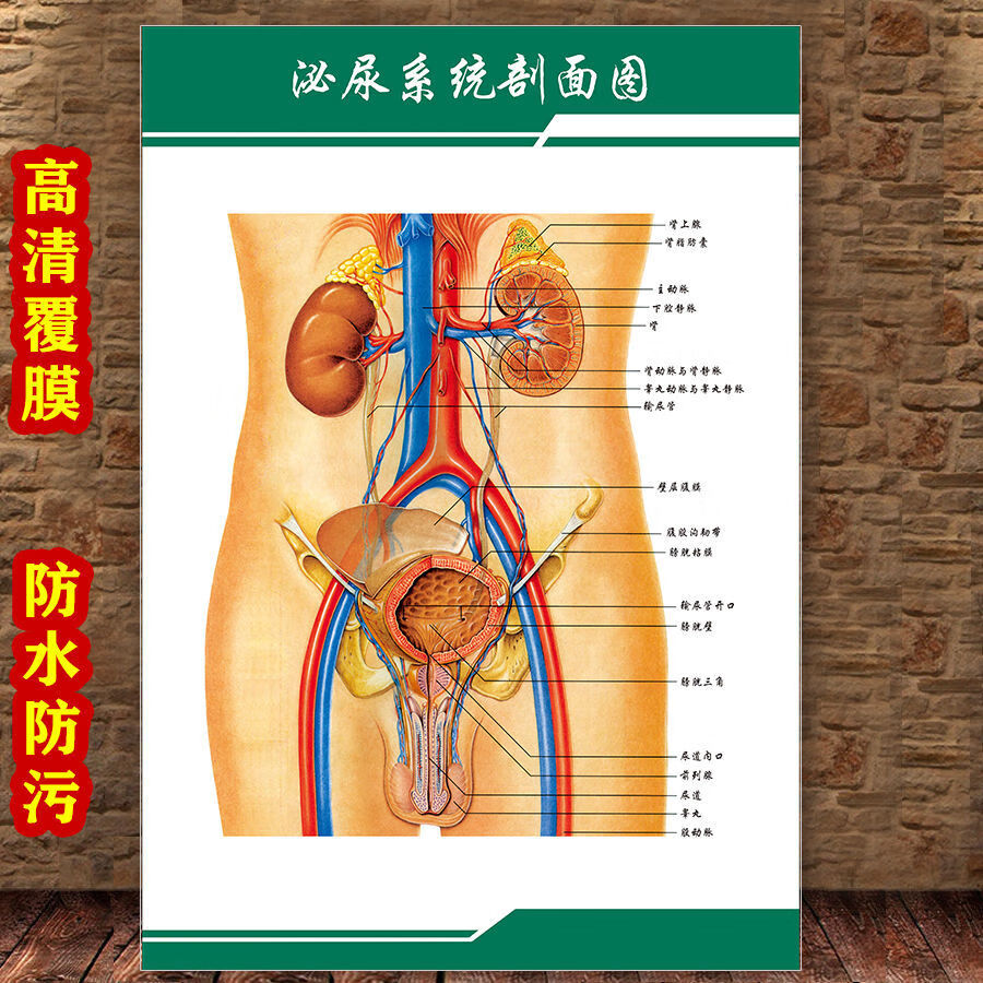 女性生殖图人体内脏解剖系统示意图医学宣传挂图人体结构海报梦倾城