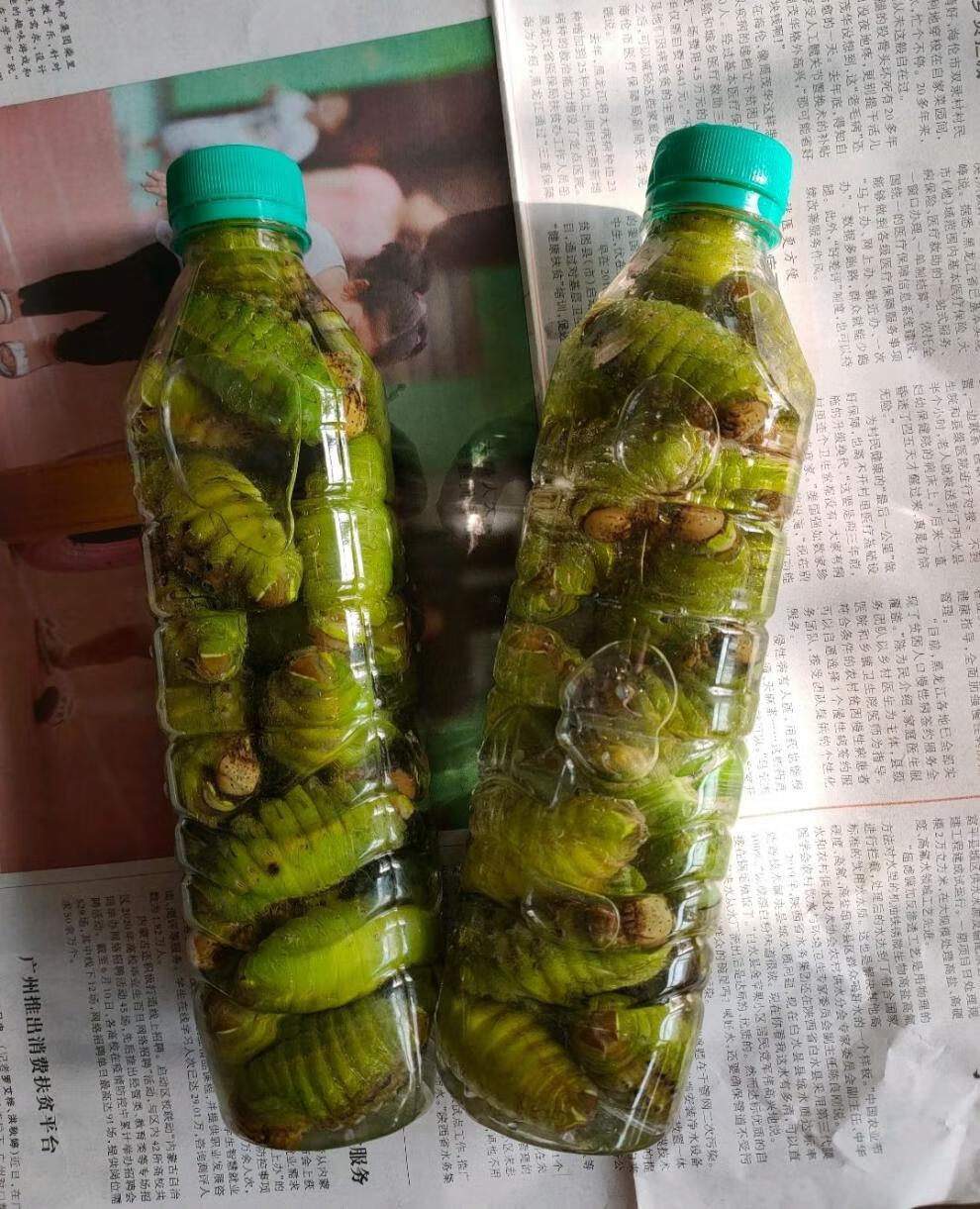 蚕 蚕蛹 茧蛹 东北特产 柞蚕 绿蚕 活蚕 免挤净蚕 蝉蛹 4瓶(净重二斤)