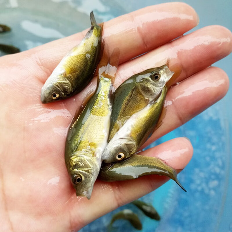 裸鯉魚苗三道鱗德國鏡鯉活體魚苗淡水養殖無甲鯉魚苗食用裸斑魚苗放生