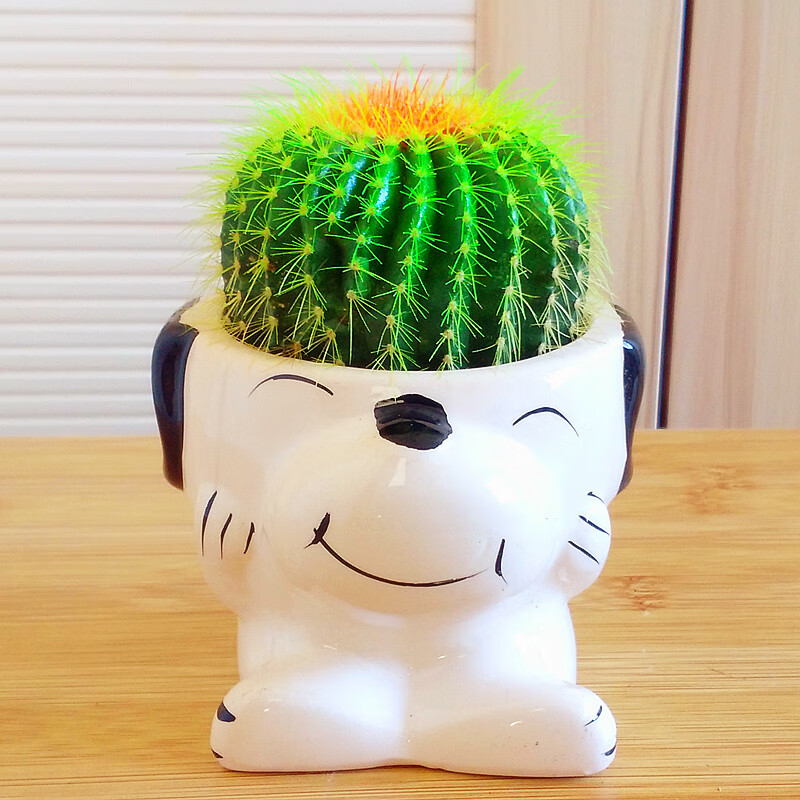 仙人球 多肉植物盆栽 仙人掌 办公室盆景桌面小绿植 青蛙王子 金冠 含