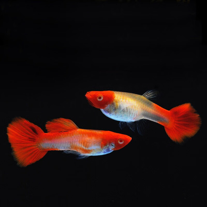 热带观赏鱼小型全红 胎生冷水鱼 凤尾大耳孔雀鱼苗淡水鱼活体 巴西红