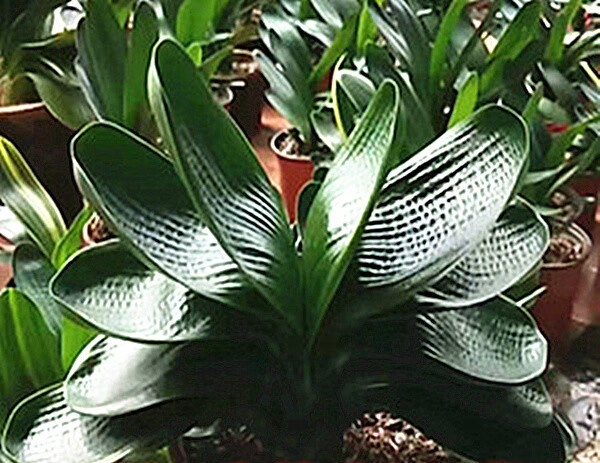 长春君子兰和尚珍珠王圆头短宽叶麻脸花脸虎头猫耳朵盆栽小苗和尚王1