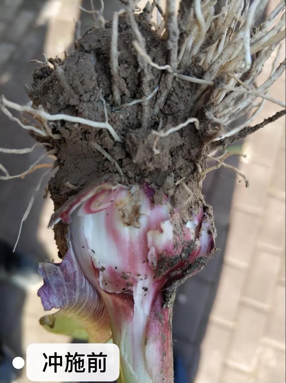 高氯甲维盐黑头蛆葱蛆姜蛆蒜蛆韭菜地蛆药黑头蛆特效农药杀虫剂 1000