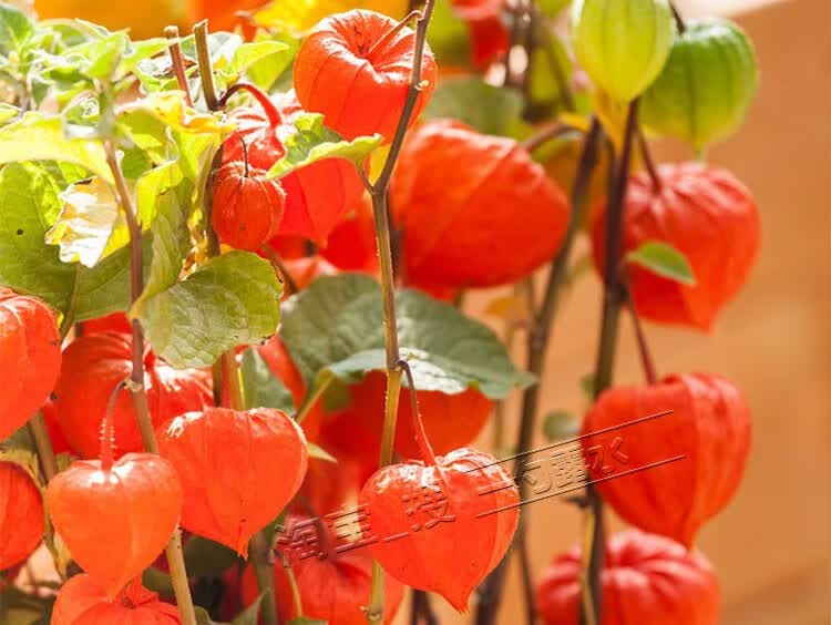 野生锦灯笼种子金山红黄姑娘红灯笼甜姑娘果种孑四季种籽姑娘果种 红