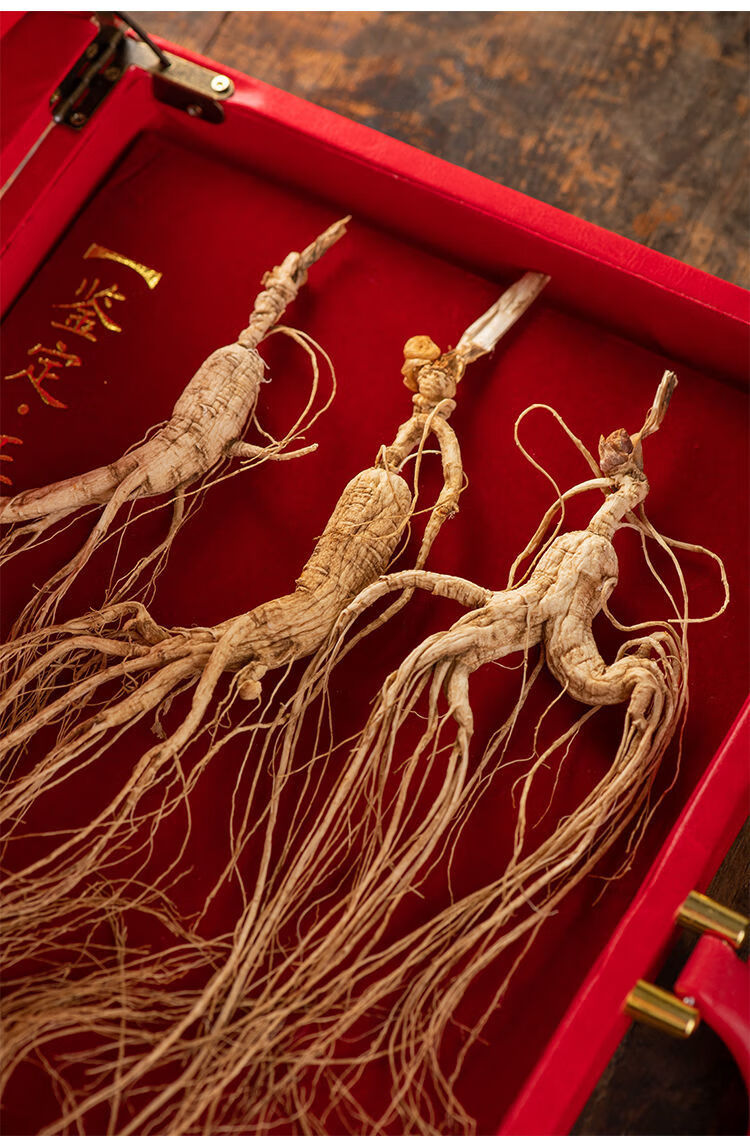 参山参15-20年野山参高档礼盒参 豪华10支装带60cm皮盒【图片 价格