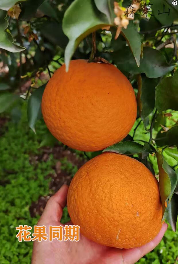 四川青见柑橘水果皇后桔橘子青见果冻橘新鲜现摘特大果85mm5斤整箱