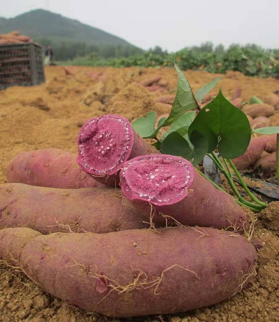 紫薯紫罗兰紫薯新鲜番薯红薯山东农家自种紫心山芋蜜薯保温发货零下可