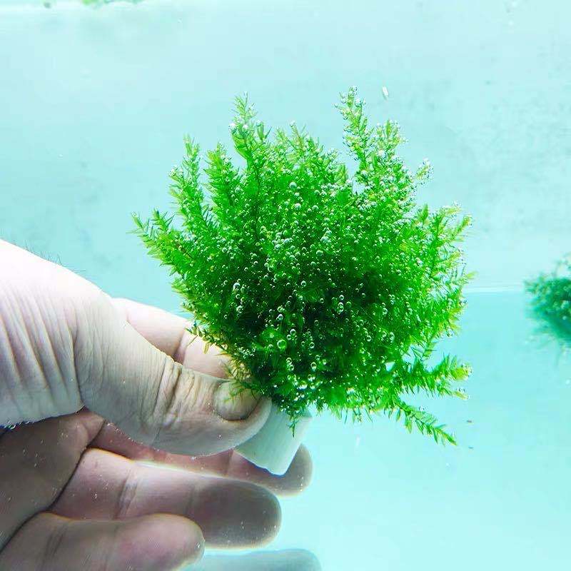 鱼缸造景翡翠莫斯树莫斯水草增氧水草虾缸活体真莫斯植物 翡翠莫斯1颗