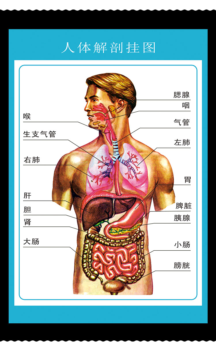 人體解剖圖結構示意圖人體內臟器官骨骼肌肉構造掛圖全身解刨海報人體