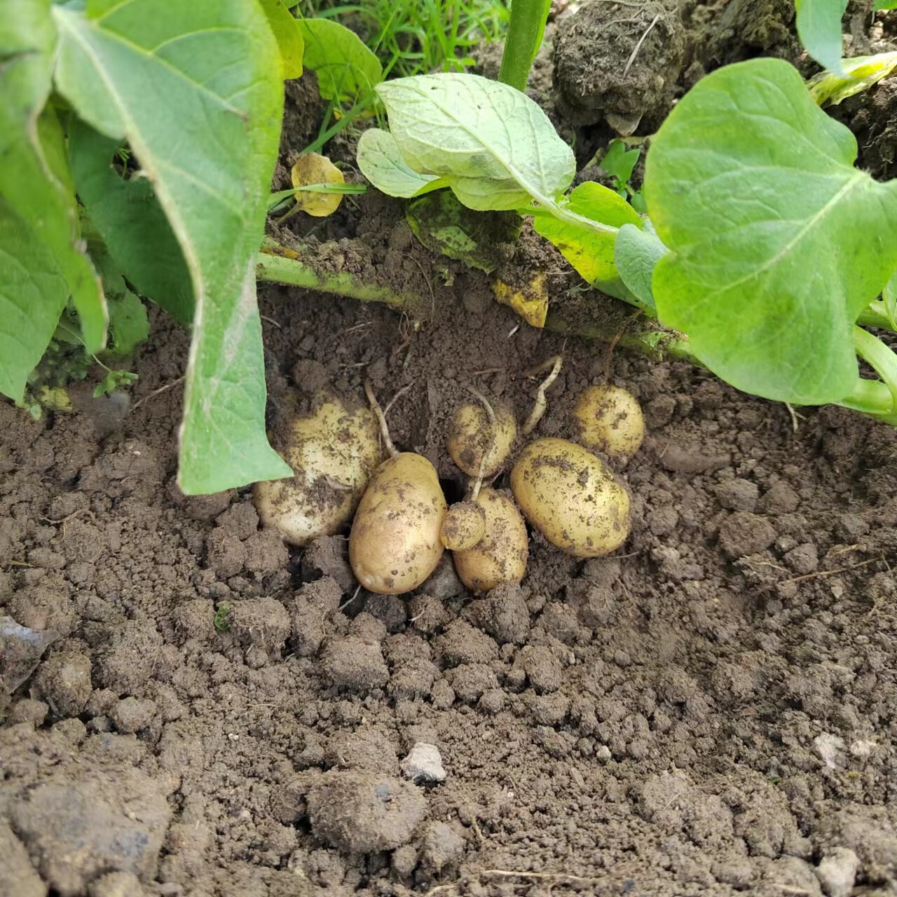 春光岛 贵州农家新鲜土豆大中小马铃薯洋番芋自种山洋芋地蛋洋芋头
