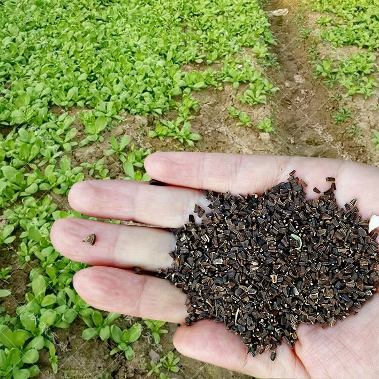 大葉小葉茼蒿種子中葉皇帝菜光桿茼蒿菜高產農家冬季四季蔬菜種籽光桿