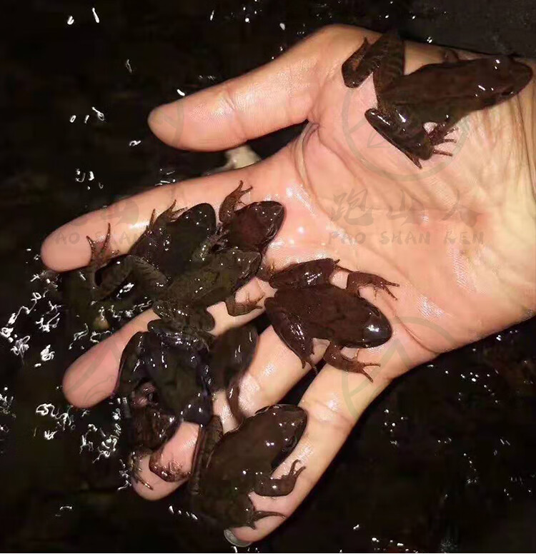 东北林蛙蛤蟆长白山特产雪蛤林蛙活体鲜活母豹子1415只斤